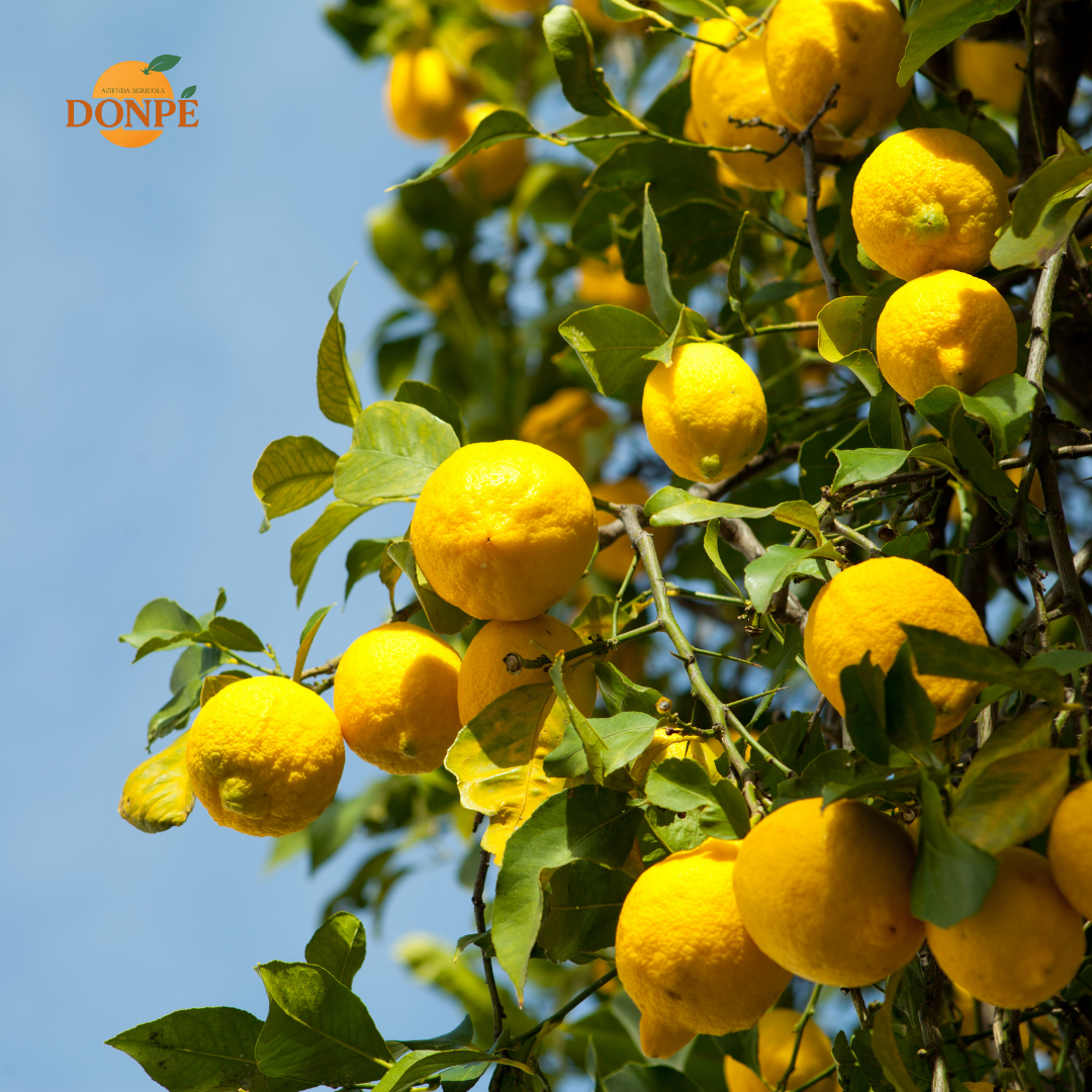 Limoni di Sicilia: Storia, Tradizioni e Curiosità del Re degli Agrumi