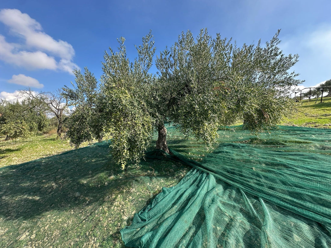 Olio Siciliano: Curiosità e Tradizioni dell’Oro Verde delle Aziende Agricole di Sicilia