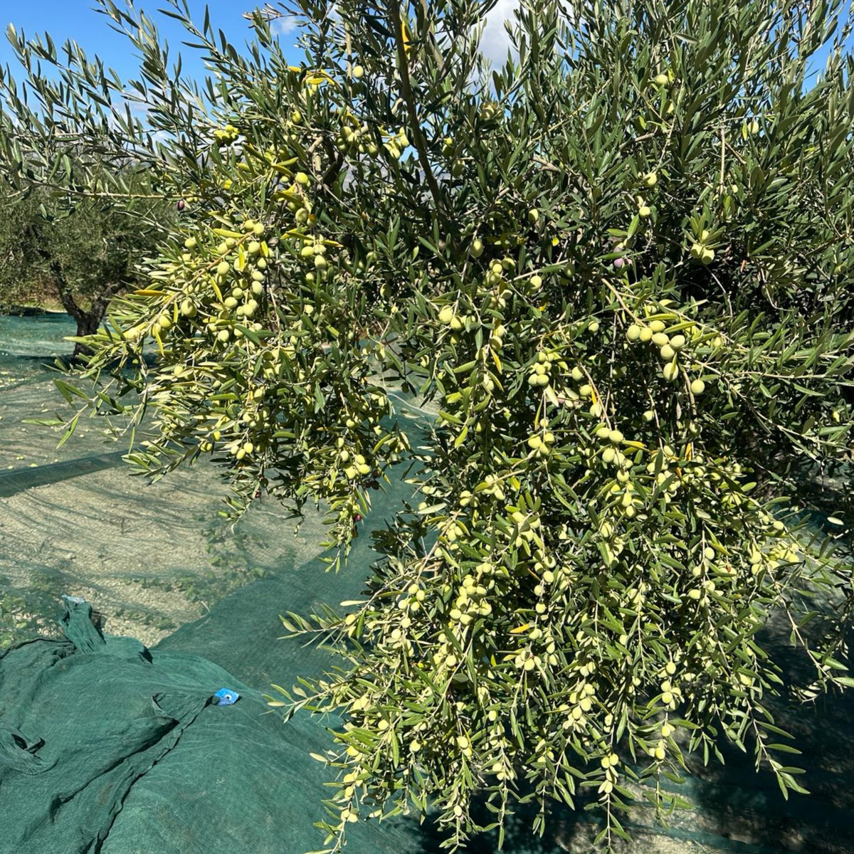Olio