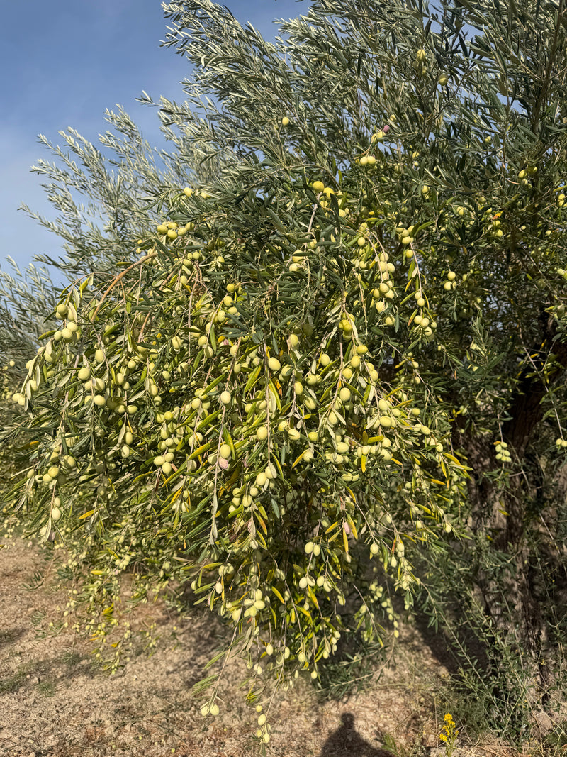 Olio Extravergine di Oliva